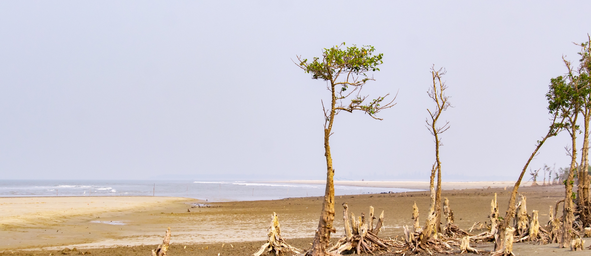 Mangrove forest ecosystem on tropical coastline