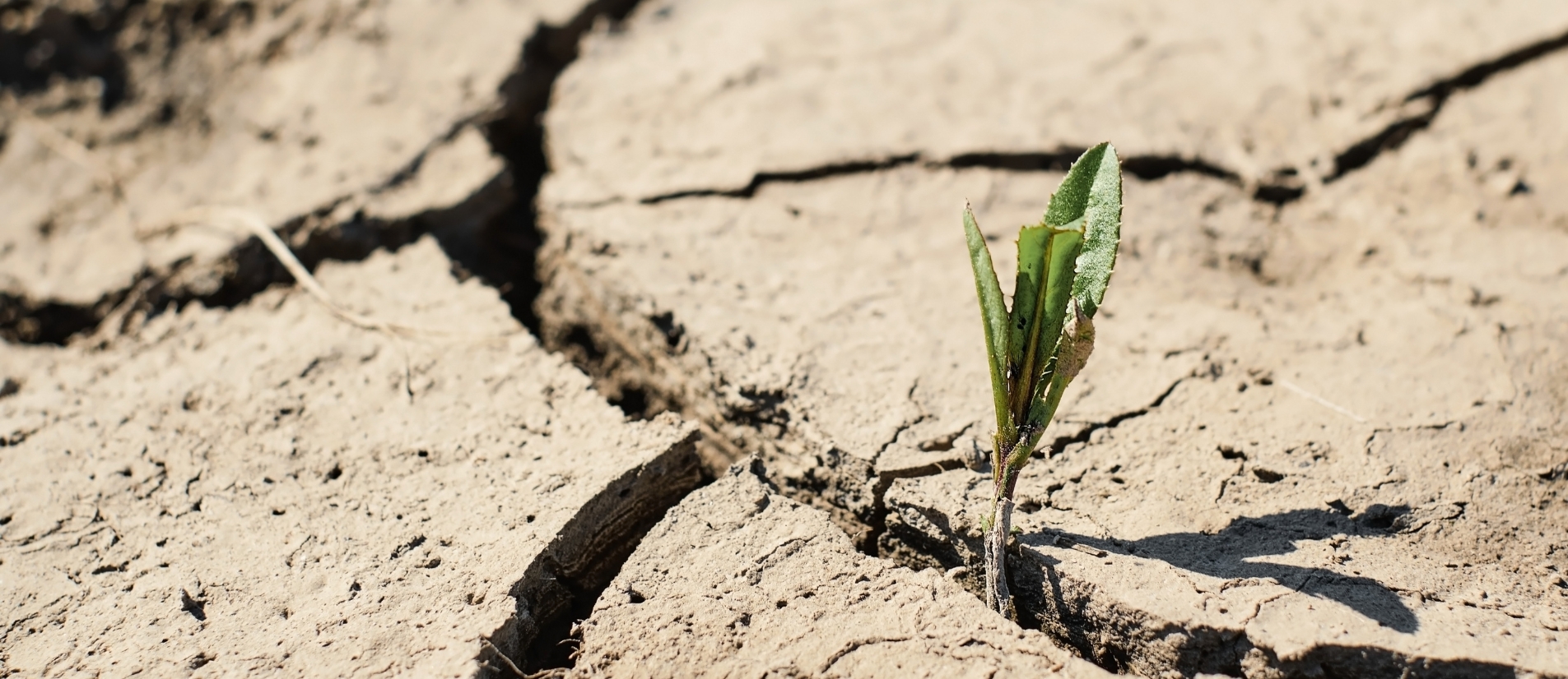 Climate change impact shown by sprout in cracked dry soil