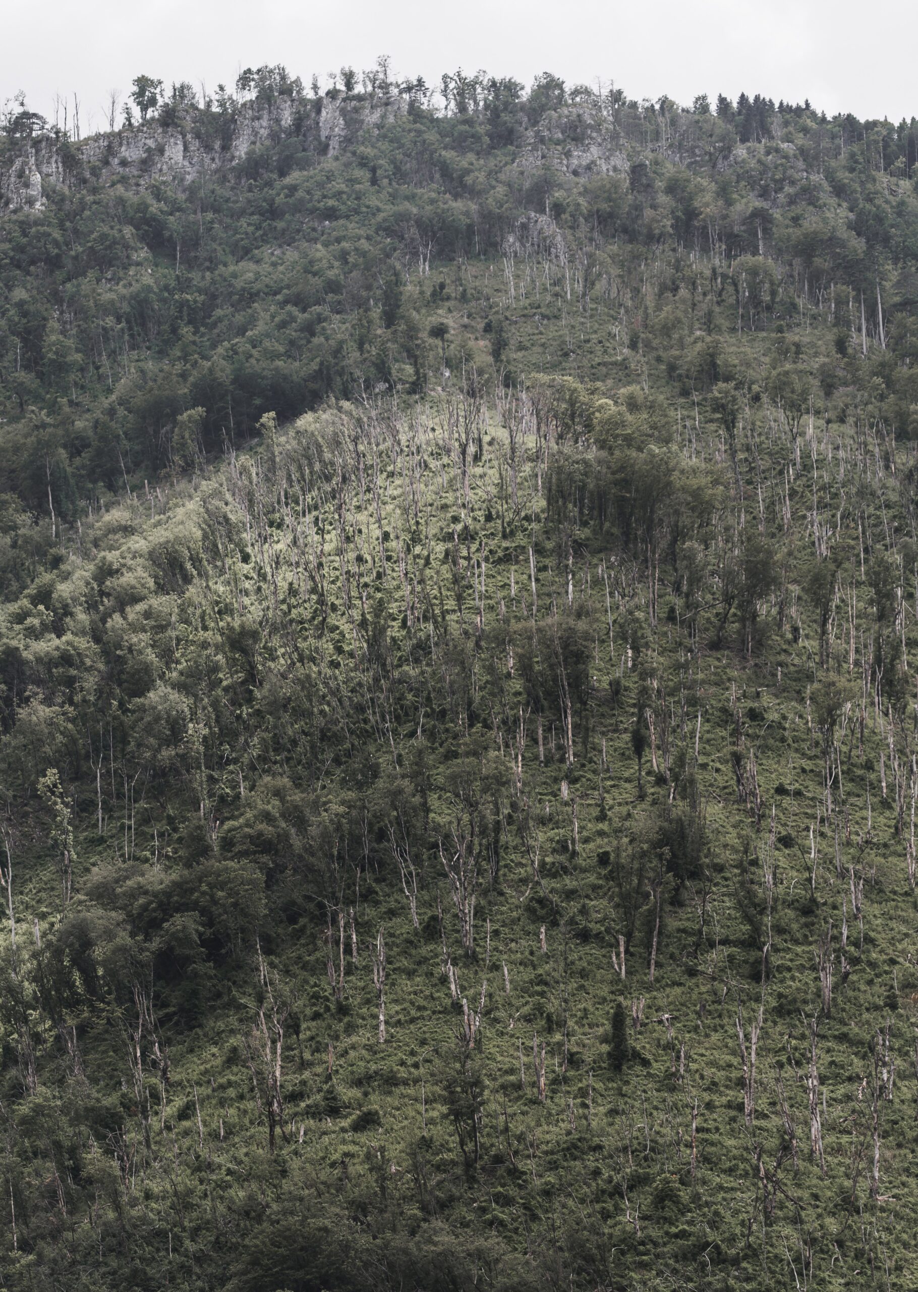 Why forests matter in climate finance discussions