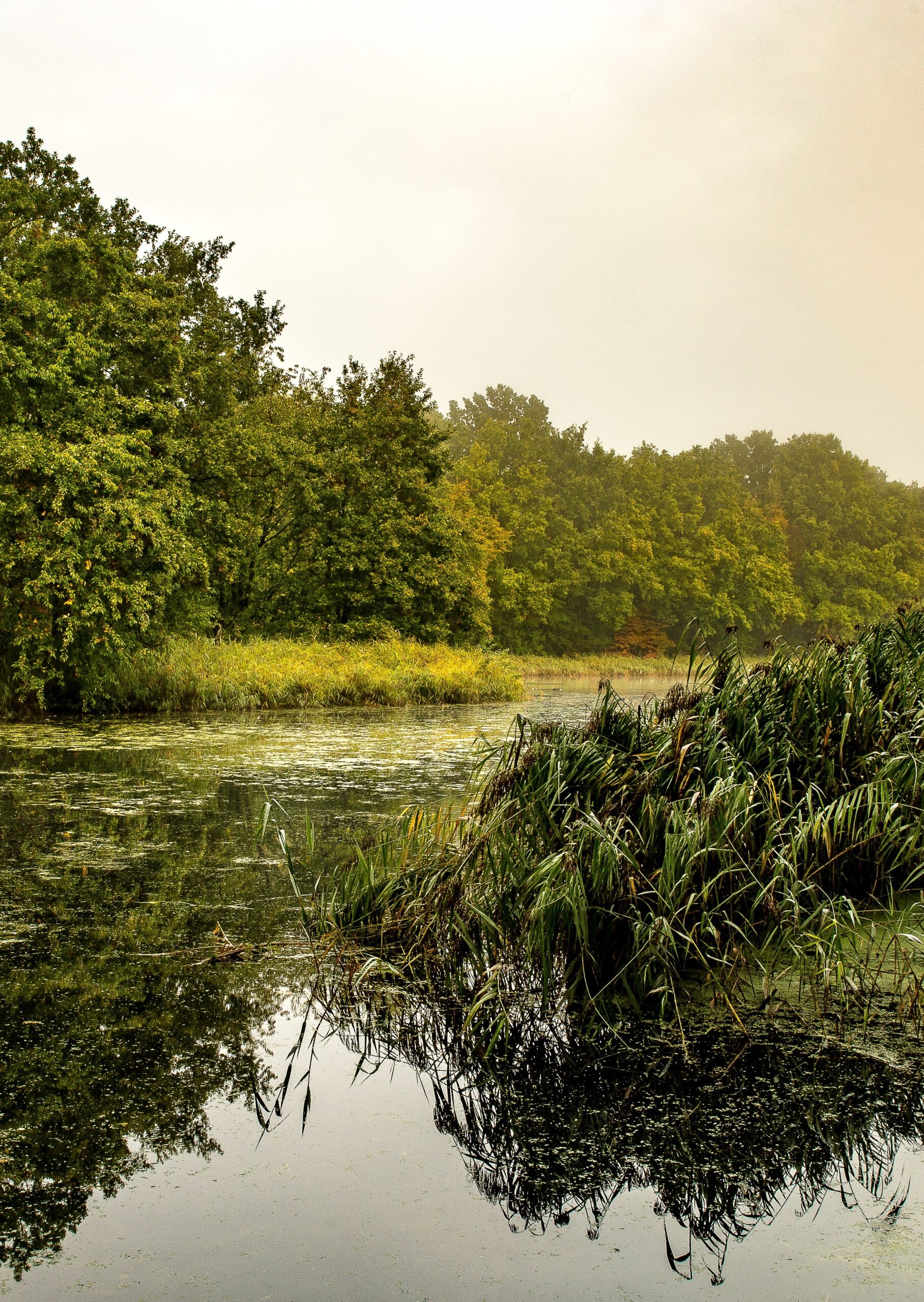 Urbanisation, sewage, microplastics: Why many Indian wetlands are under threat