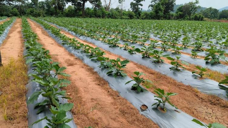How India’s farms could lock away carbon instead of releasing it